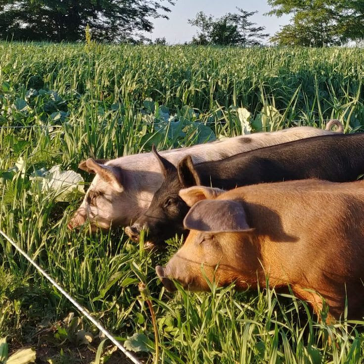 Why Oath Food Co >>> Heck (or other supermarket sausages)